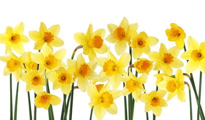 Fototapeta premium Beautiful yellow daffodil flowers on white background