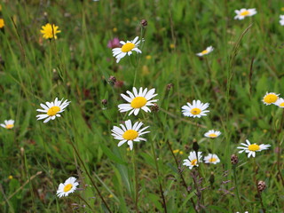 Field of Wild Daisies Blooming in Natural Meadow Setting. Lush green meadow adorned with blooming white-and-yellow daisies, scattered wildflowers, representing peaceful nature and environmental beauty