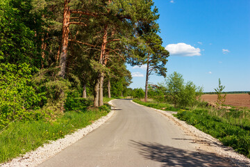 Picturesque country road running between fields and pine forest