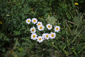 Natural meadow with wildflowers, daisy and other yellow flowers, view from above