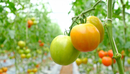 Ripe Tomatoes Growing on the Vine in a Greenhouse