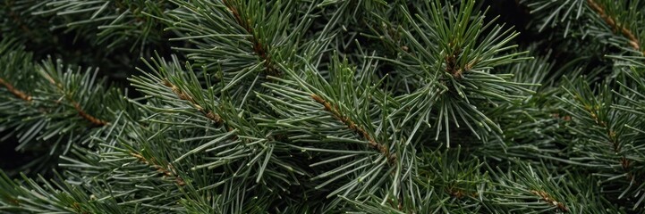 Close-up of pine needles