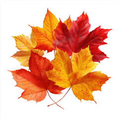 Fototapeta premium Autumn Maple Leaves in Vibrant Colors , white background cut out PNG