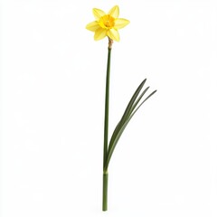 Fototapeta premium Bright Yellow Daffodil Flower on a White Background