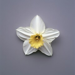Beautiful White and Yellow Orchid Flower on Gray Background