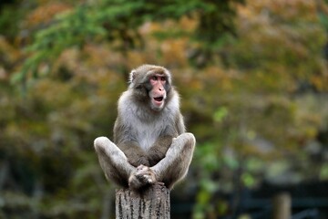 柱の上に座り見つめるニホンザル
