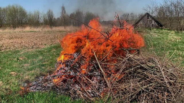A large fire of dry grass is burning, forest fires.