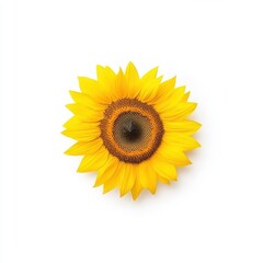 Obraz premium Bright Yellow Sunflower Bloom Isolated on White Background