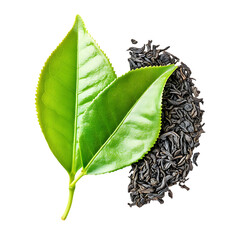 Fresh green tea leaf and dry