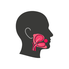 Anatomical Diagram of Human Head Profile Showing Nasal and Oral Cavities