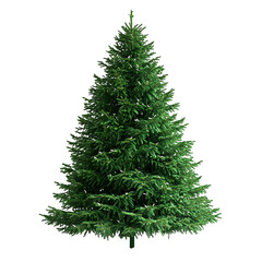Christmas tree isolate on white background