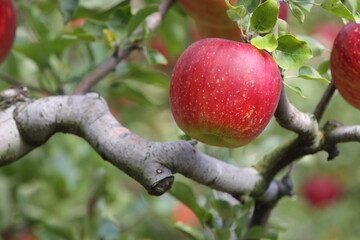 赤く色づいたりんご（陽光）のクローズアップ
