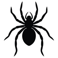 black spider isolated on white