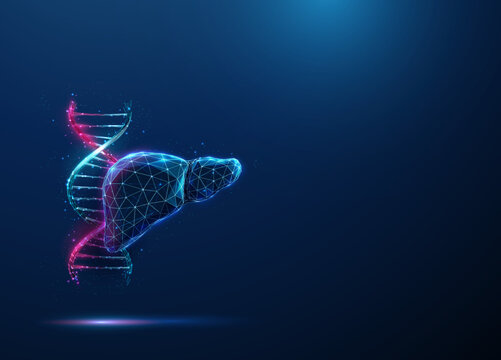 Abstract blue and purple DNA molecule helix and human liver. Genetic biotechnology engineering concept. Low poly futuristic technology digital style