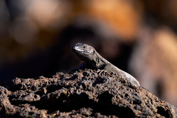 Kleine Kanareneidechse (Gallotia caesaris caesaris) auf der Insel El Hierro, Männchen schaut über...