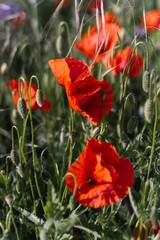 Red poppy flowers blooming among green stems and seed pods in wild grass field. Vertical macro floral photography. Spring botany and wildflower concept. Design for poster, banner, postcard, wallpaper.