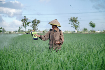 A senior male farmer spraying pesticide on rice green field. Protect rice field from plant pests. Elder working at nature.