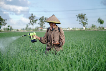 A senior male farmer spraying pesticide on rice green field. Protect rice field from plant pests. Elder working at nature.