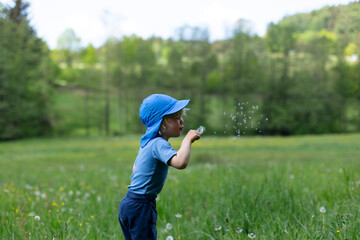 Young boy in blue clothes blowing dandelion seeds on a spring meadow surrounded by nature and forest.