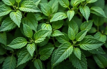 Green leaf plants with unique texture. Top view flat lay of healthy green leaves. Fresh spring garden background, eco natural organic theme. Growth, nature, food, beauty, fresh green.