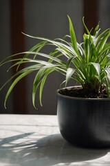 Chlorophytum in a pot, close-up, professional photo, stock photography