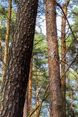 Close-Up of Tree Trunks in Pine Forest