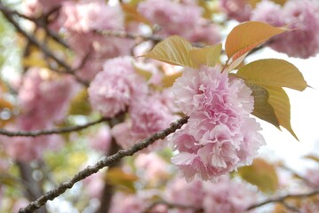 春の八重桜が満開に咲き誇る風景
