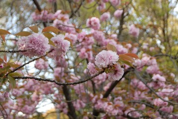 春の八重桜が満開に咲き誇る風景

