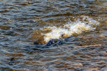 Lake Sturgeon Spawning At The Fox River Dam And Rapids At De Pere, Wisconsin, In Spring