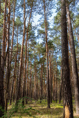Dense Pine Forest with Tall Trees