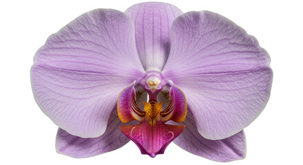 Fototapeta premium Isolated Orchid Flower