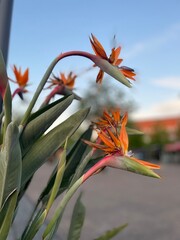 bird of paradise flowers