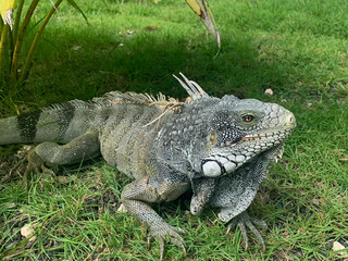 Close-up of a green iguana resting in the grass near palm trees in a tropical setting, likely in Curaçao
