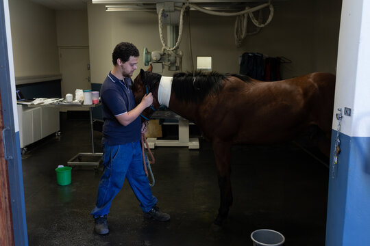 Man guiding bay horse using lead rope under overhead X-ray in equine imaging room, copy space