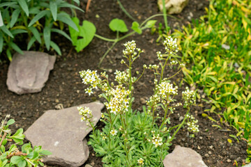 Saxifraga Kotschyi plant in Saint Gallen in Switzerland 9.5.25