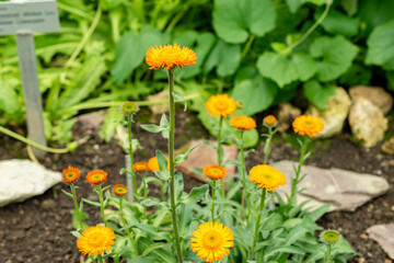 Erigeron Aurantiacus plant in Saint Gallen in Switzerland 9.5.25