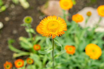 Erigeron Aurantiacus plant in Saint Gallen in Switzerland 9.5.25