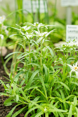 Leontopodium Jacotianum plant in Saint Gallen in Switzerland 9.5.25
