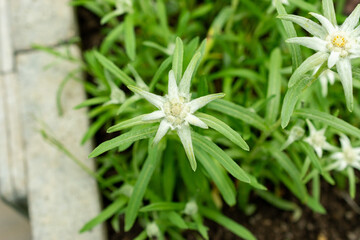 Leontopodium Jacotianum plant in Saint Gallen in Switzerland 9.5.25