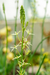 Ornithogalum Flavescens plant in Saint Gallen in Switzerland 9.5.25