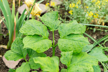 Tian nan xing or Arisaema Amurense plant in Saint Gallen in Switzerland 9.5.25