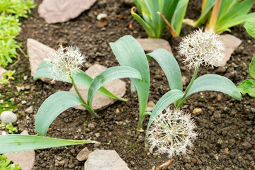Turkistan onion or Allium Karataviense plant in Saint Gallen in Switzerland 9.5.25