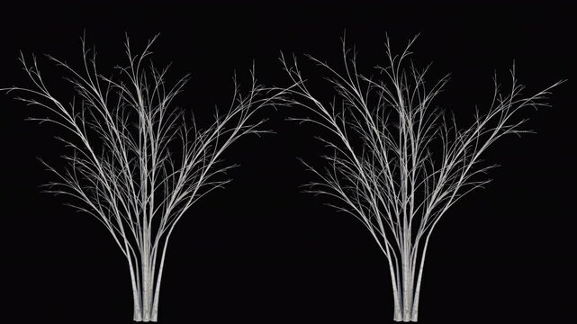 Barberi tree Growing