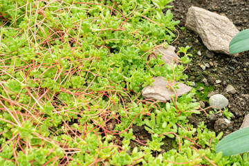 Sempervivella Alba plant in Saint Gallen in Switzerland 9.5.25