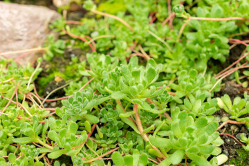 Sempervivella Alba plant in Saint Gallen in Switzerland 9.5.25