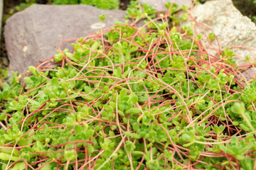 Sempervivella Alba plant in Saint Gallen in Switzerland 9.5.25