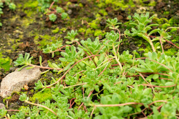 Sempervivella Alba plant in Saint Gallen in Switzerland 9.5.25