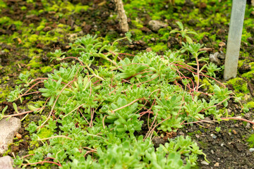 Sempervivella Alba plant in Saint Gallen in Switzerland 9.5.25
