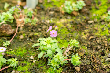 Androsace Sempervivoides plant in Saint Gallen in Switzerland 9.5.25