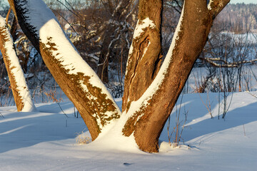 Fragment of a winter landscape with trees covered with snow